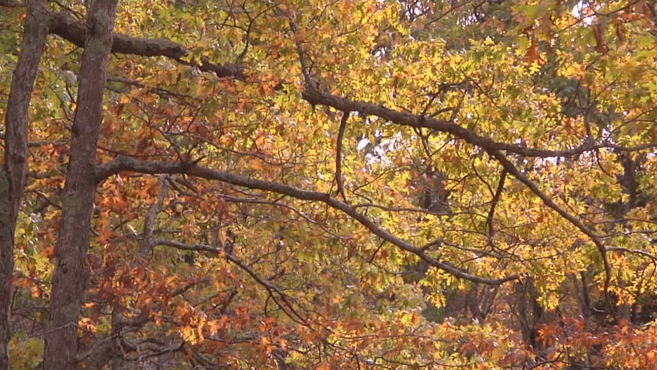 Licensed Counselor Discusses Fall’s Dual Impact on Mood and Energy in Harrisonburg