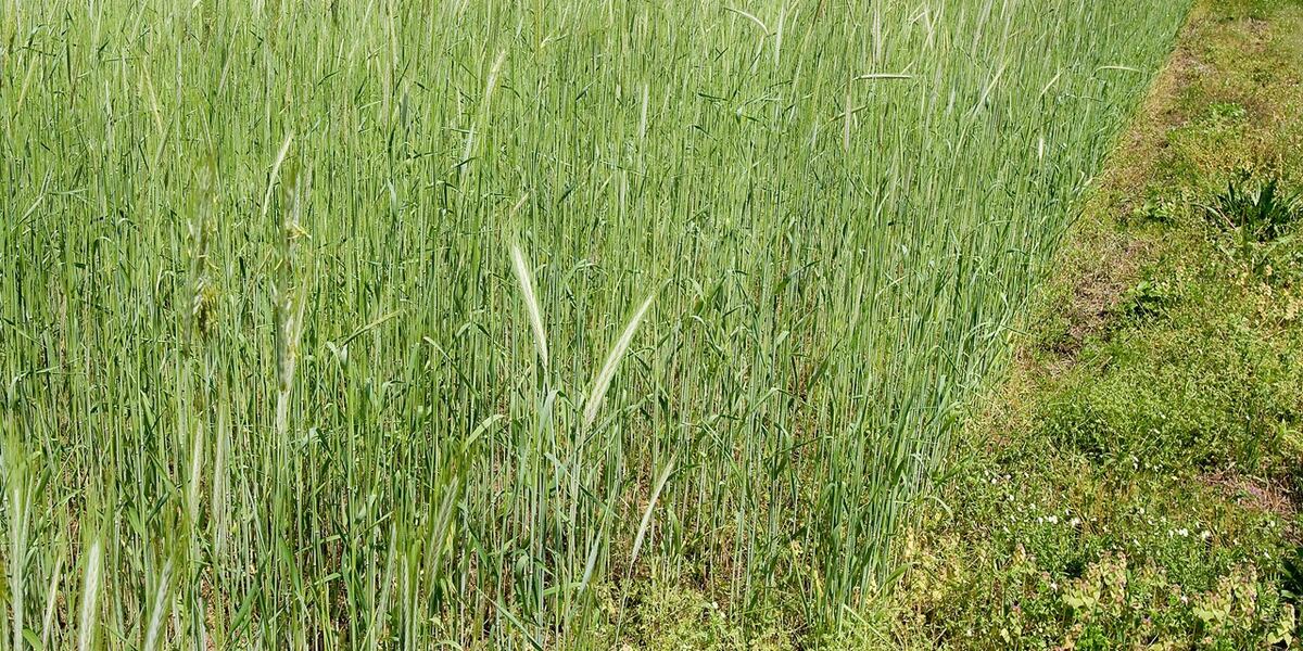 Isolation and stigma can impact mental health of farmers