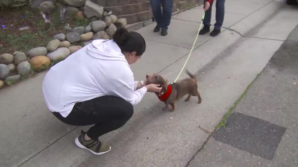 A California family has been reunited with their dog five years after he vanished, turning up...