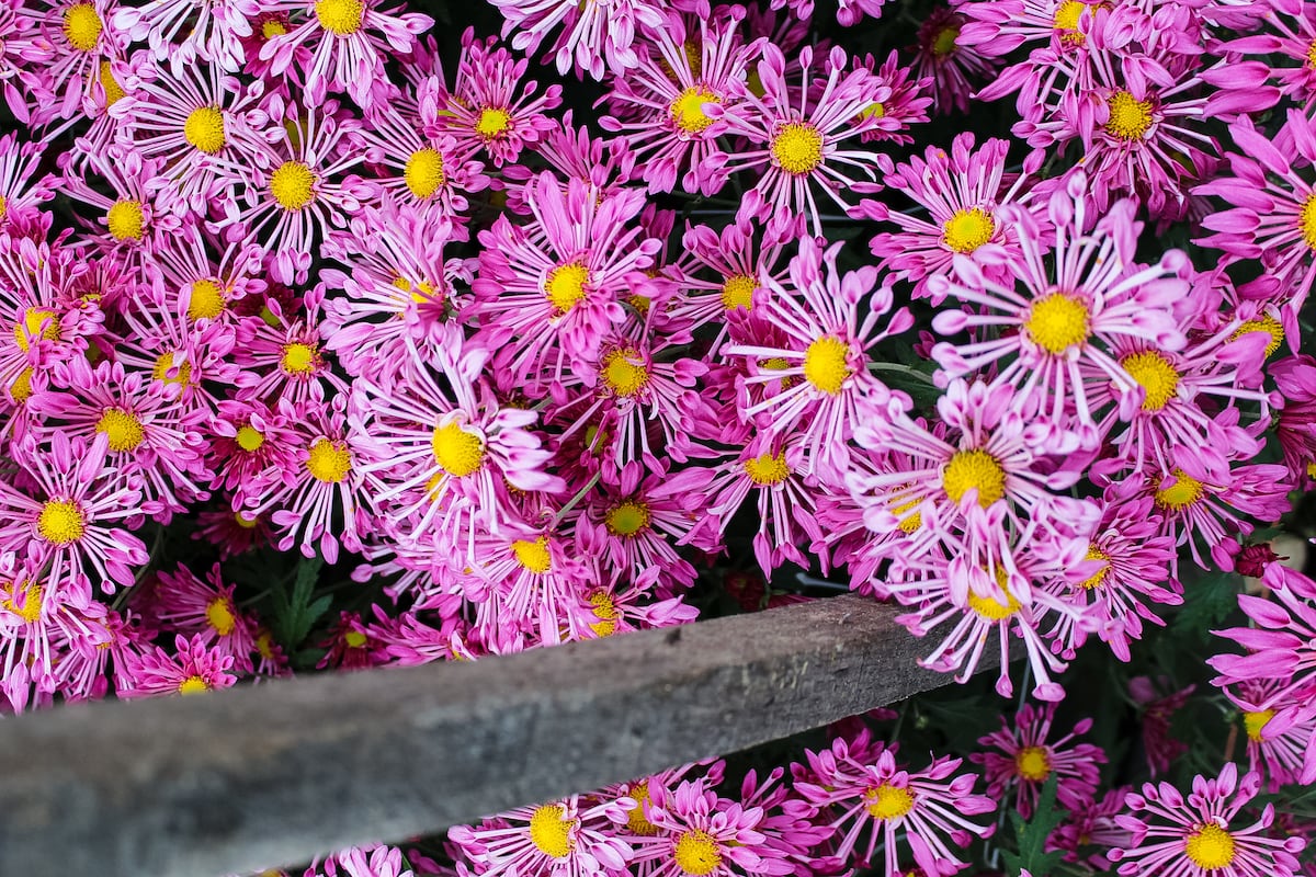 preloaded gallery image