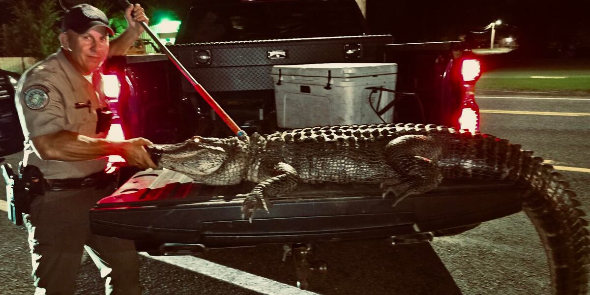 ‘Grumpy’ 9-foot alligator seen wandering near downtown Texas restaurant