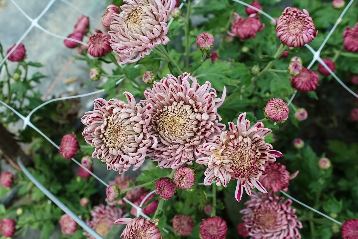 preloaded gallery image