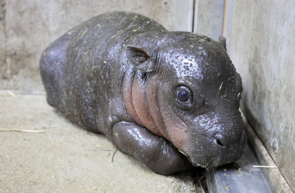 Hippopotamus Hippopotamus
