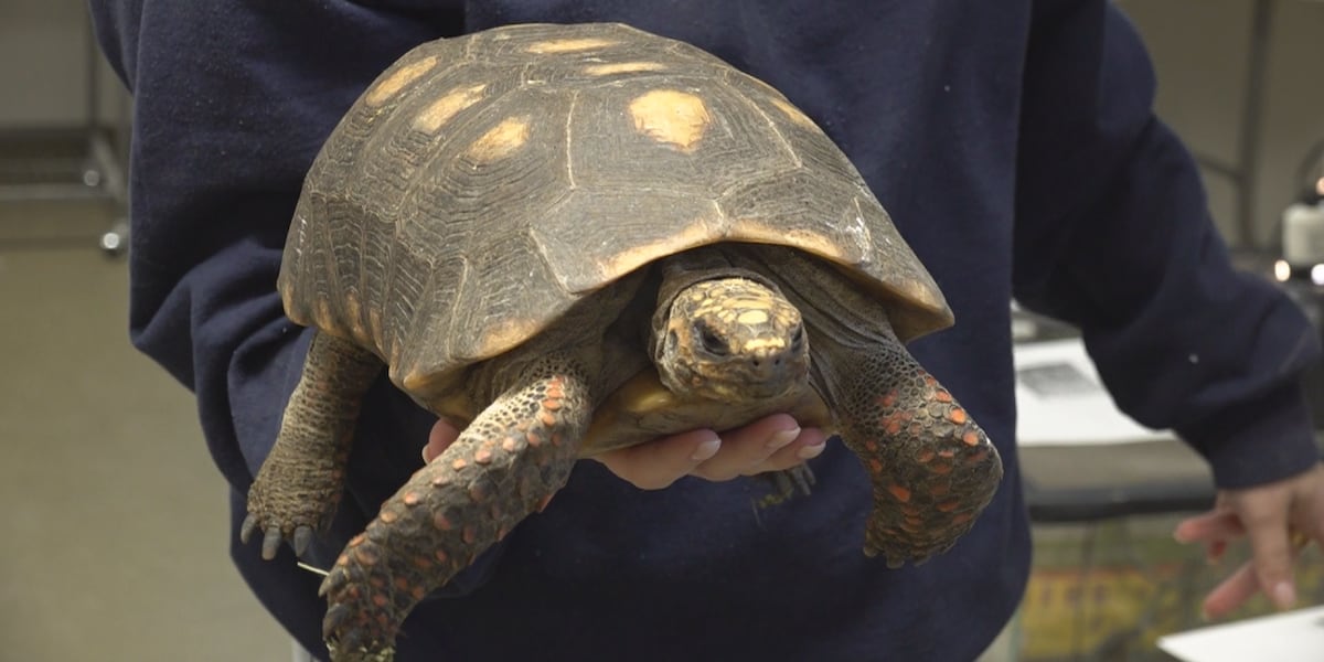 Not Normal Exotics ‘Far from normal’: RHSPCA navigates exotic animal intake