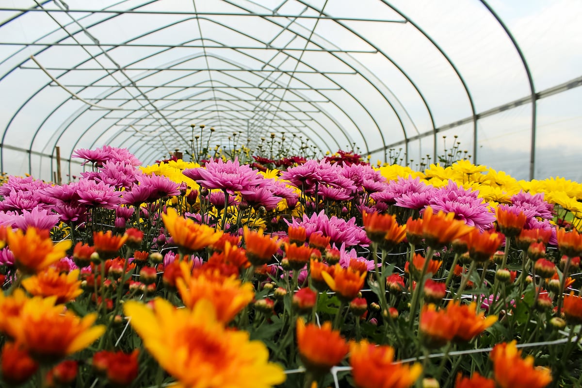 preloaded gallery image