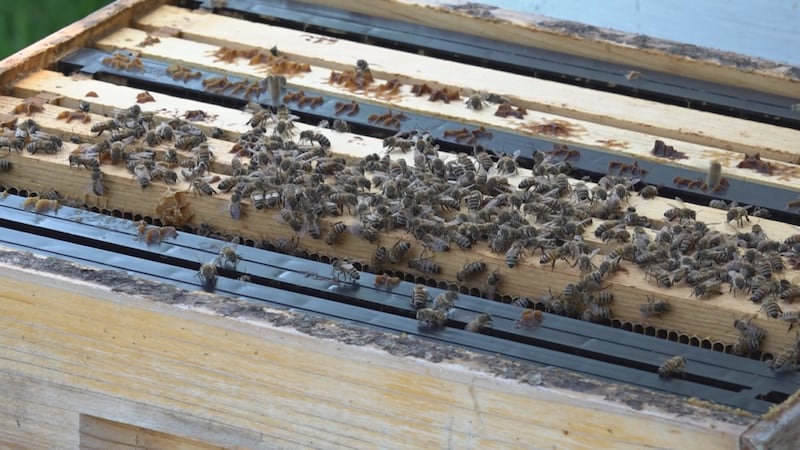 Beekeeper shares how weather conditions affect honeybees