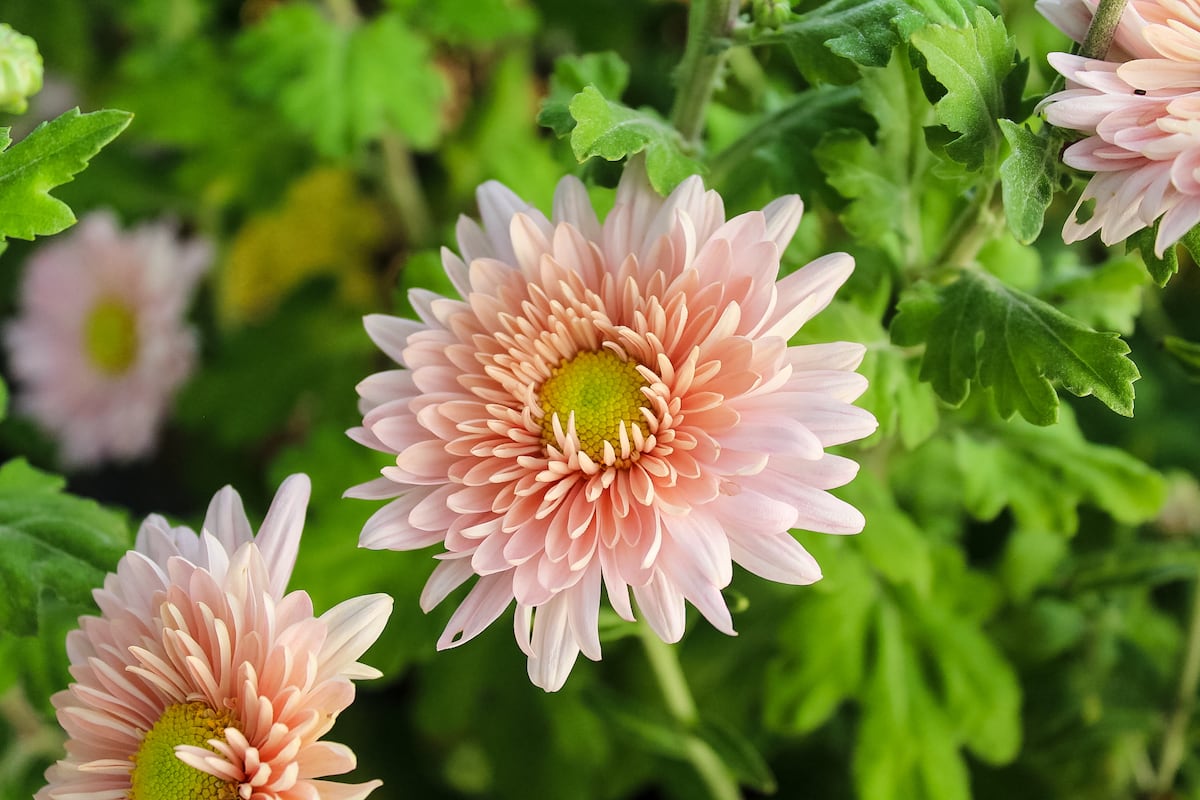 preloaded gallery image