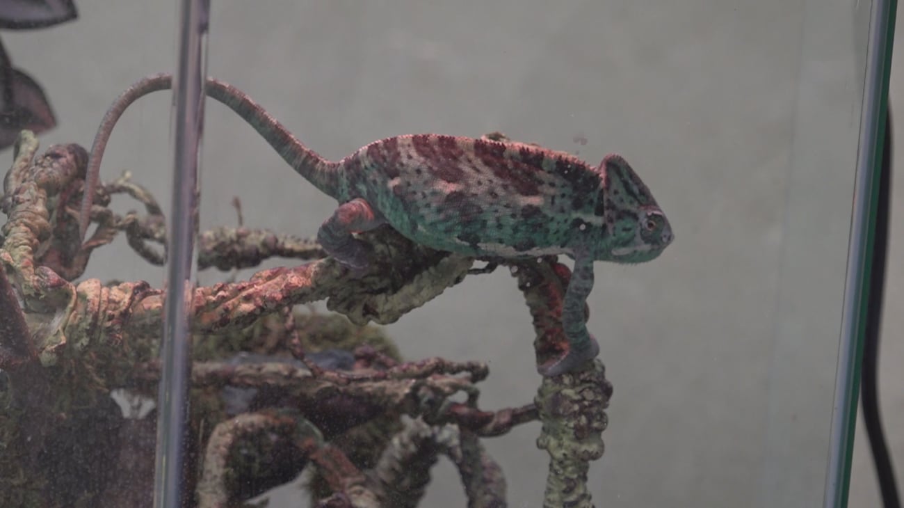 Not Normal Exotics ‘Far from normal’: RHSPCA navigates exotic animal intake