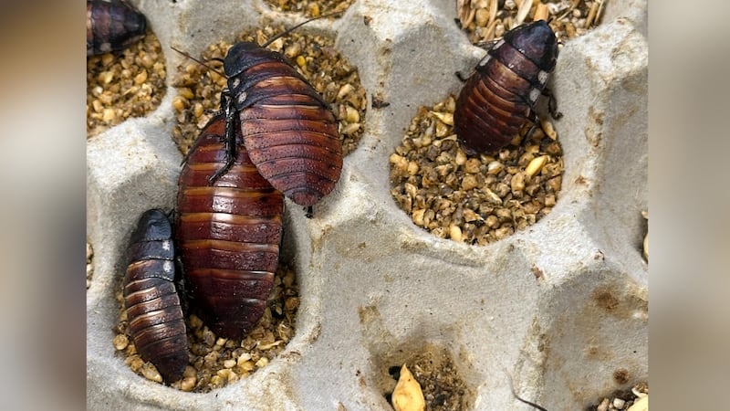 Madagascar hissing cockroaches and Dubia cockroaches were seized from a commercial breeder in...