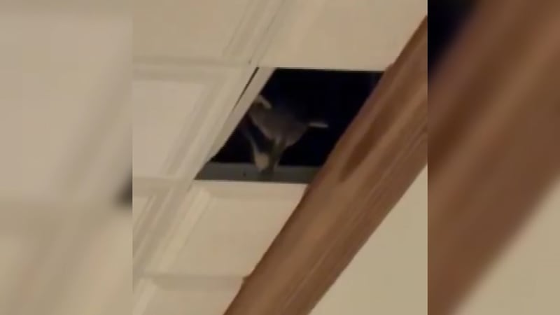 Authorities say a raccoon fell from the ceiling at a fine dining restaurant in Wisconsin and...
