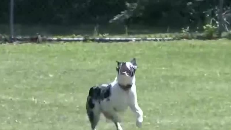 Green Dogs Unleashed and Patch Brewing Co. teamed up for High on Hops, giving dogs and their...