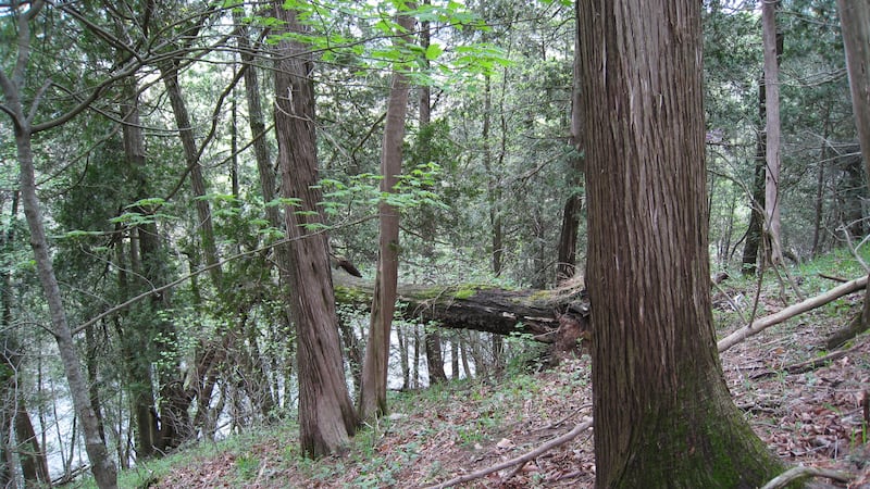 New Brocks Gap Natural Area Preserve protects rare forest in Rockingham Co.