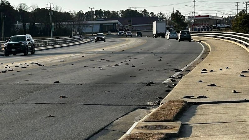 Dozens of dead birds found on bridge spark investigations by DWR