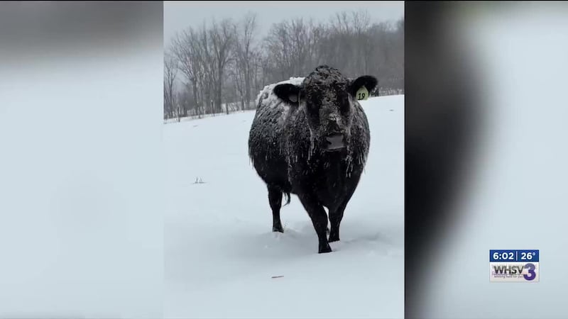 As conditions begin to shift, the thick layer of ice and snow is starting to thaw, creating...